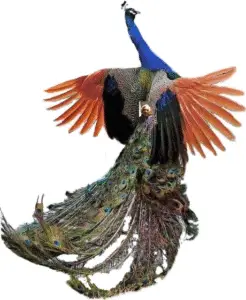 Peacock image
